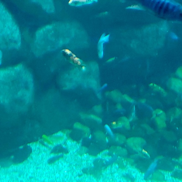 Meet your Posher, Josie - Picture 1 of 1